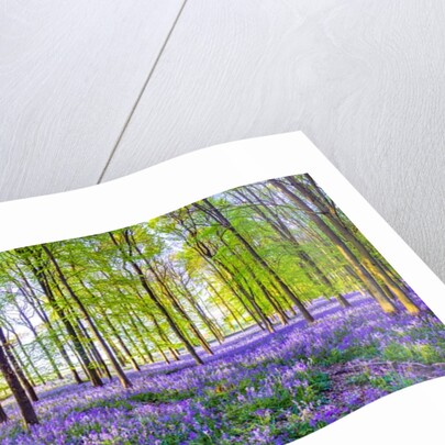 Bluebells by Assaf Frank